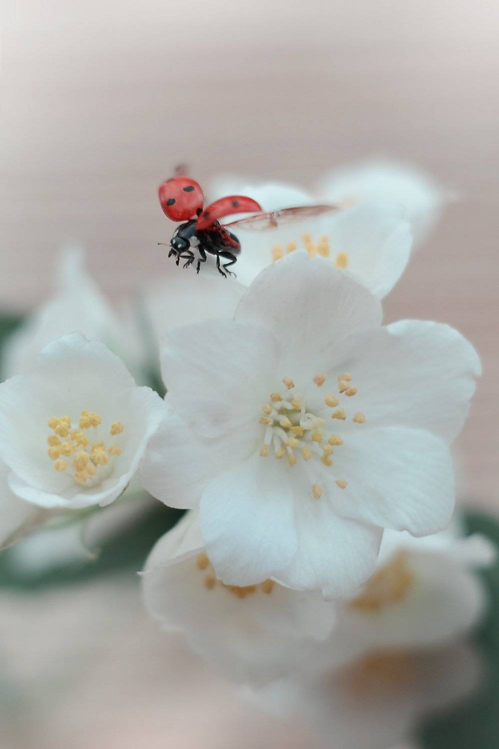 , Воинкова Ирина