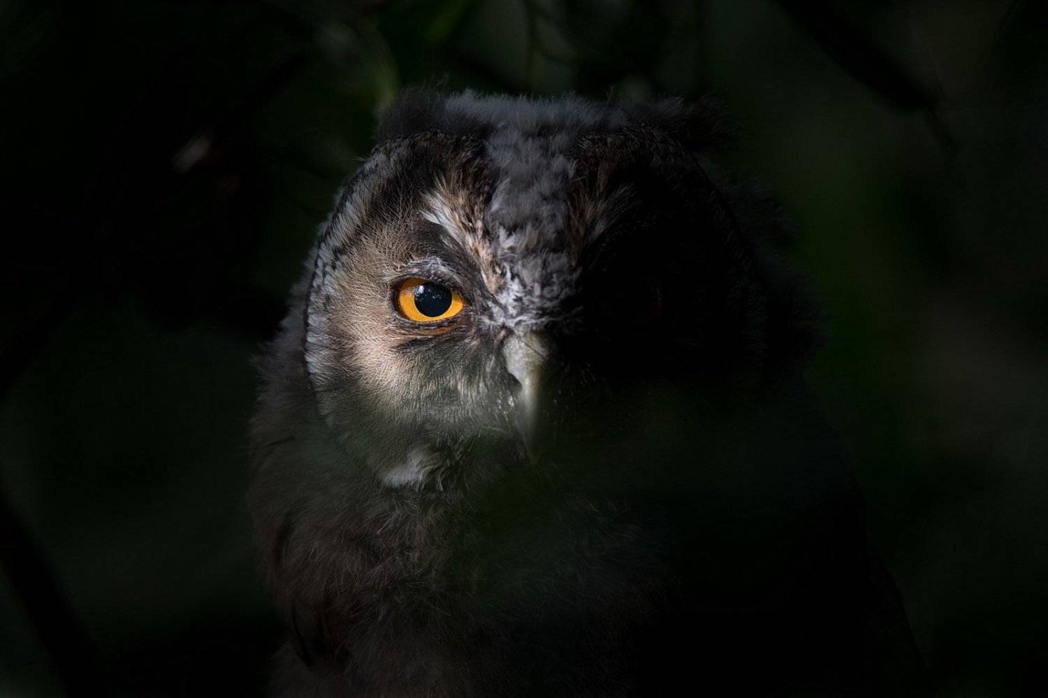 , Дмитрий Вилюнов