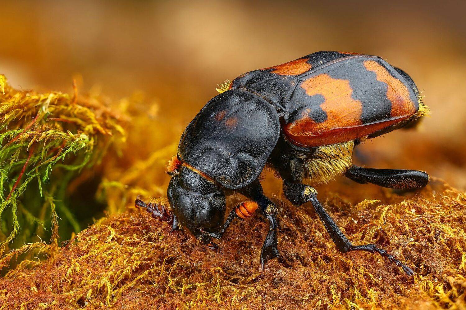 , Андрей Шаповалов