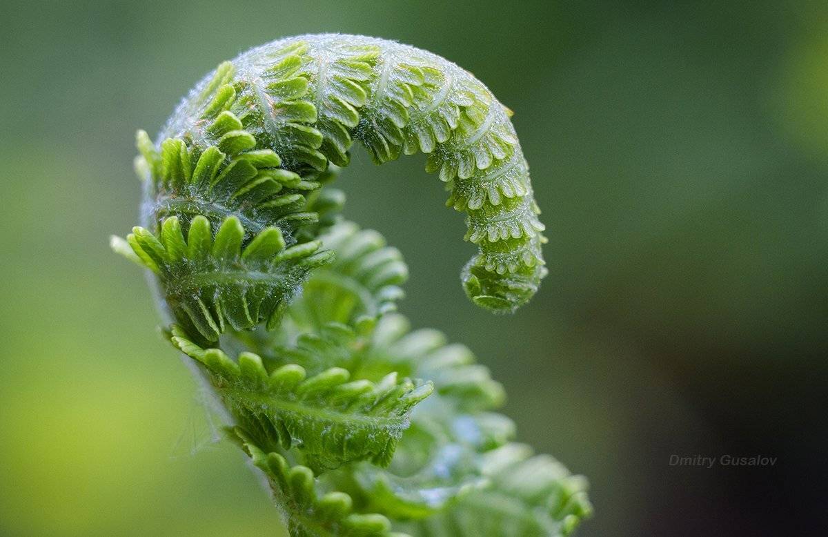 макро, природа, весна, макросъёмка, макрофотография, растение, цветы,, Дмитрий Гусалов