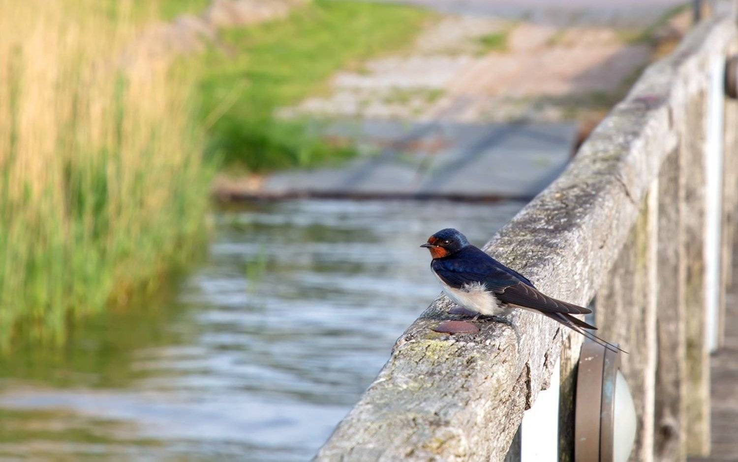 , Игорь Дубровский