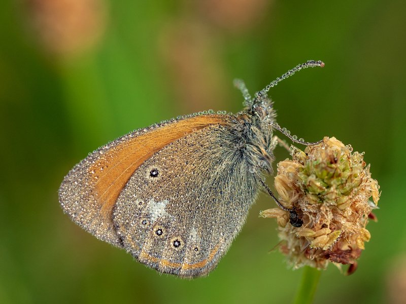 *** фото превью
