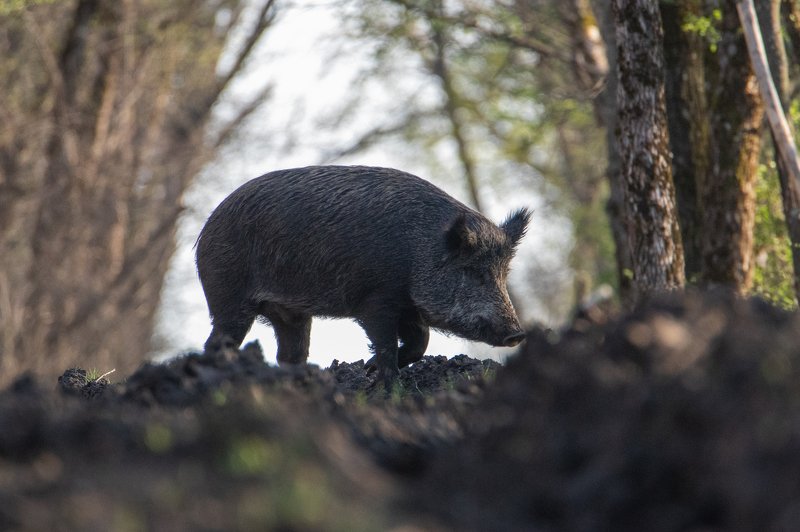 кабан, животные, природа, фауна Идет по делам фото превью