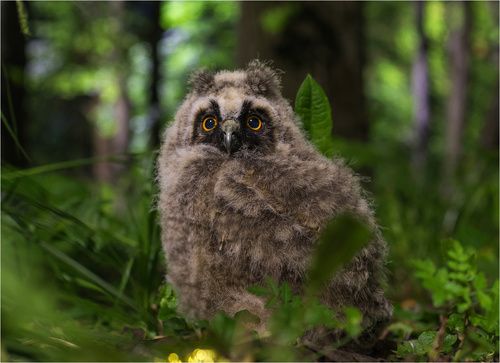 Ночной гость