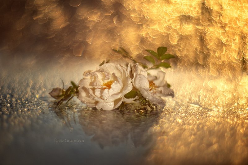 шиповник, боке, натюрморт, дарья громова, фотография, фото, фотоарт, фотограф, цветы, закат Июньские розы фото превью