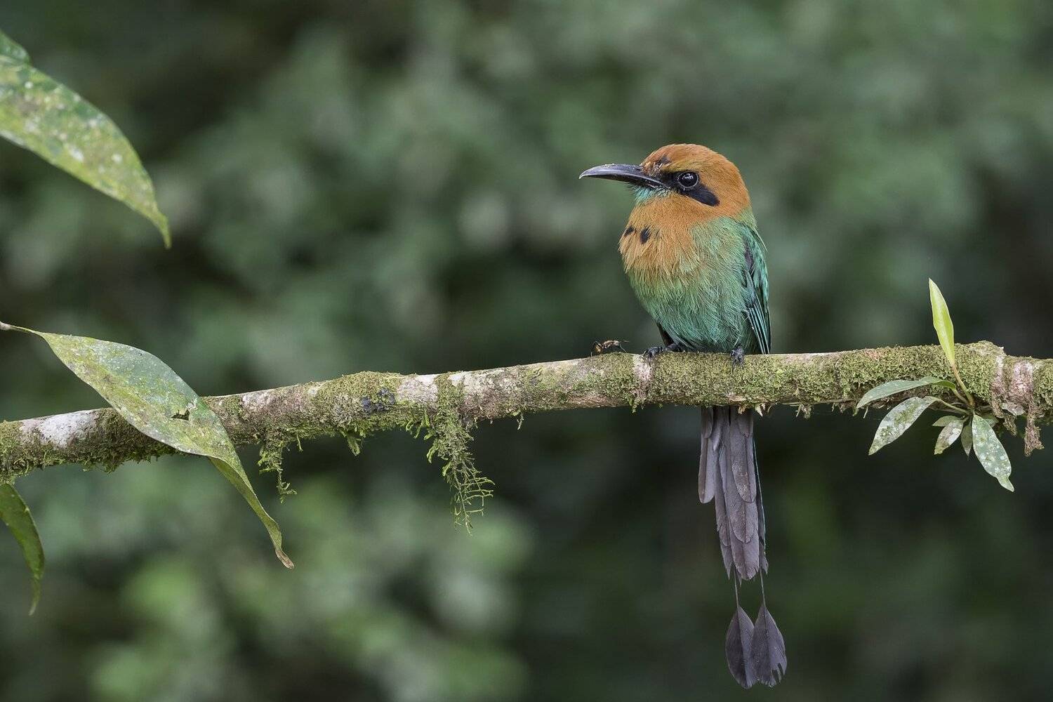 fernaabs, Fernando Burgalin Sequeira