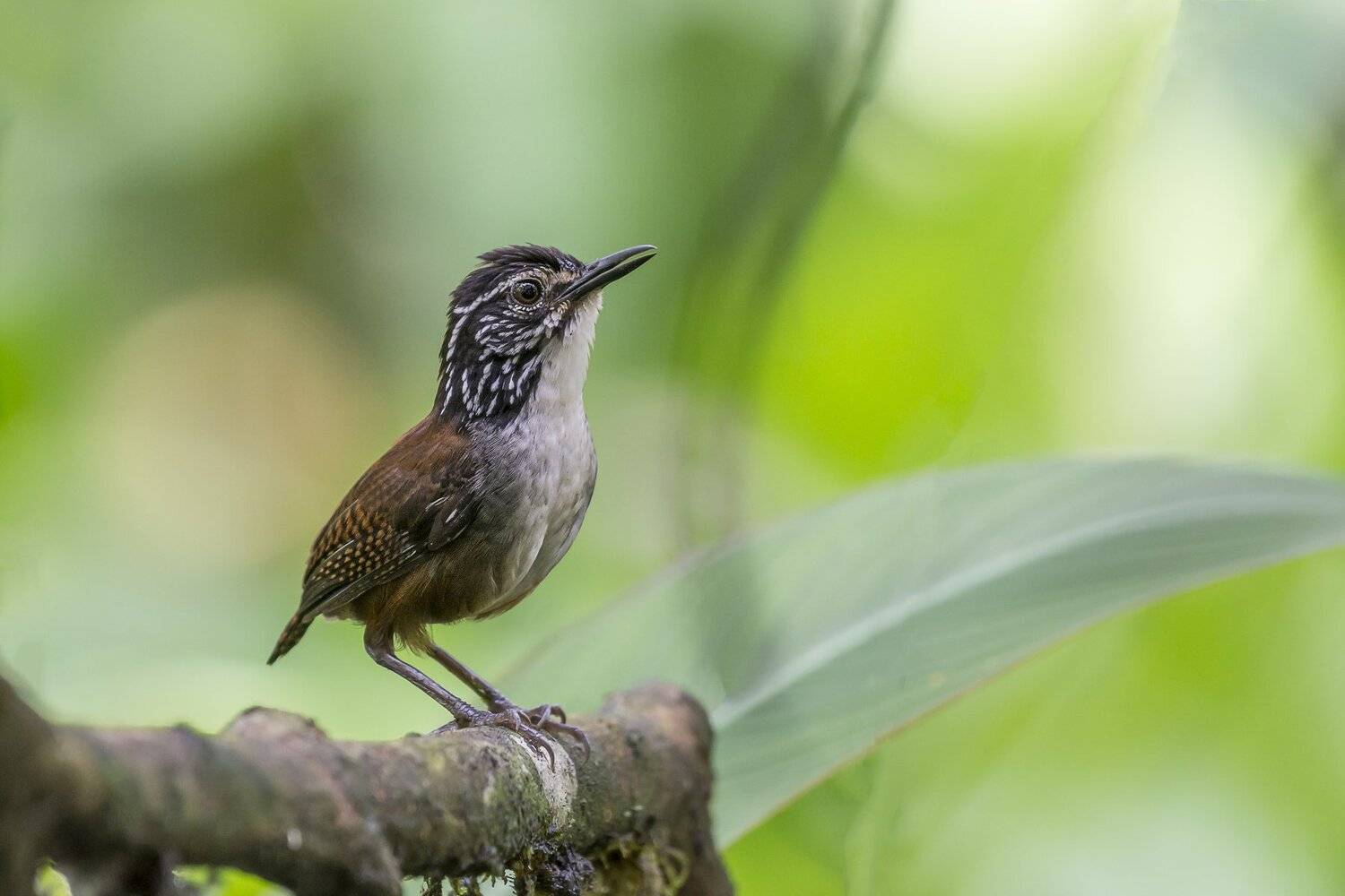 , Fernando Burgalin Sequeira