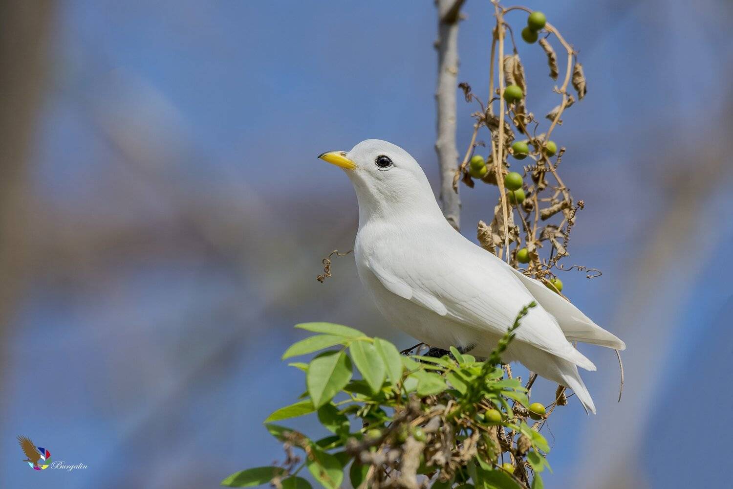 , Fernando Burgalin Sequeira