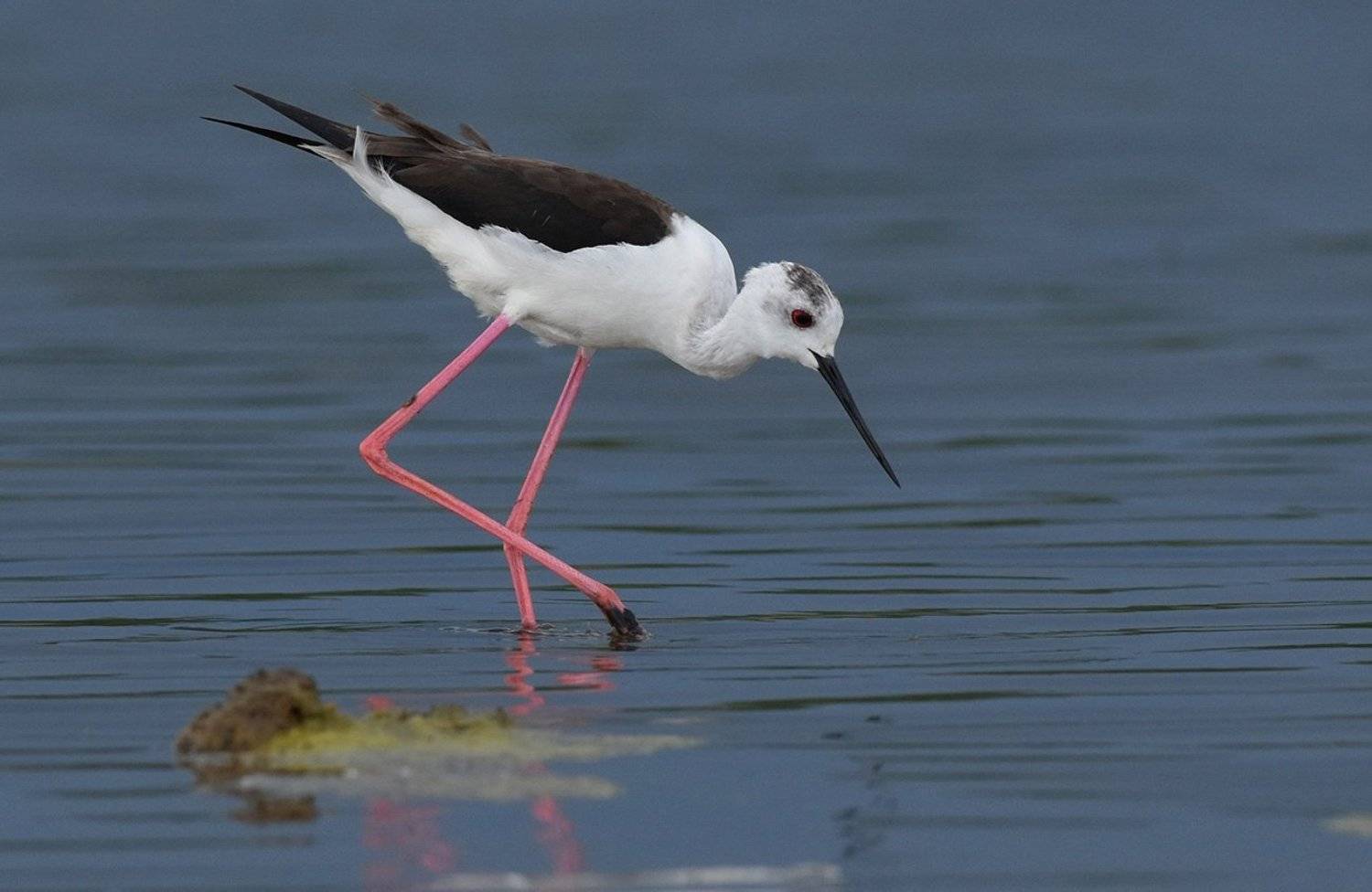 кулик,ходулочник,отмель,гроза, Иван