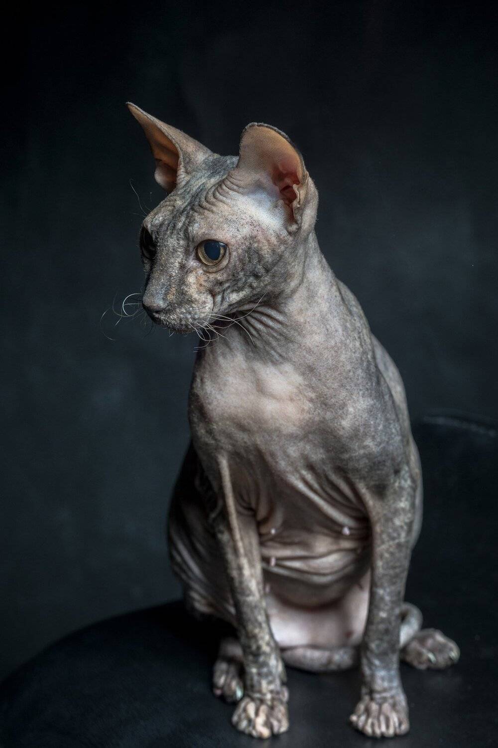 , Вячеслав Владимирович