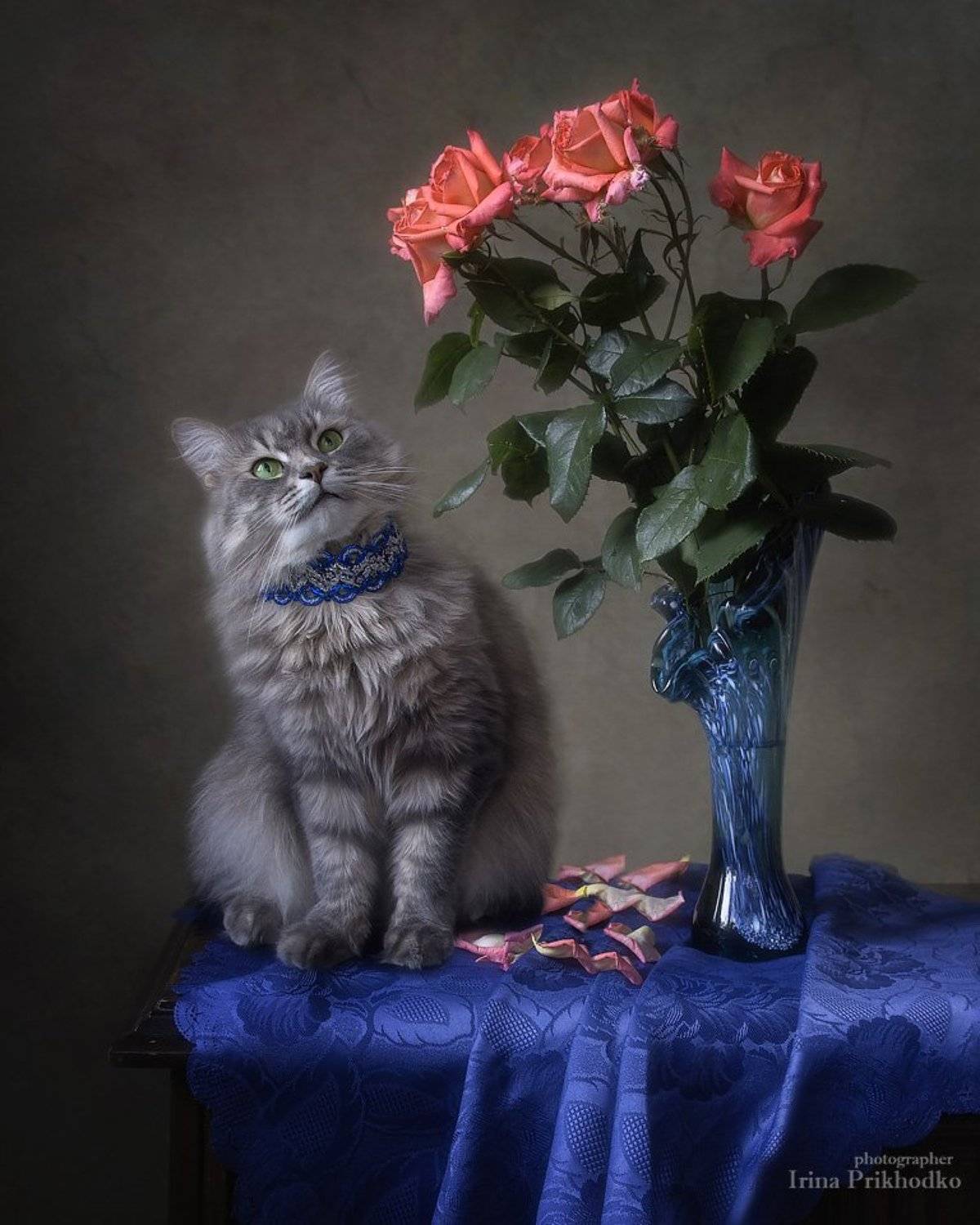 натюрморт, цветочный натюрморт, кошка Масяня, котомодель, домашние питомцы, розы, котонатюрморт, Ирина Приходько