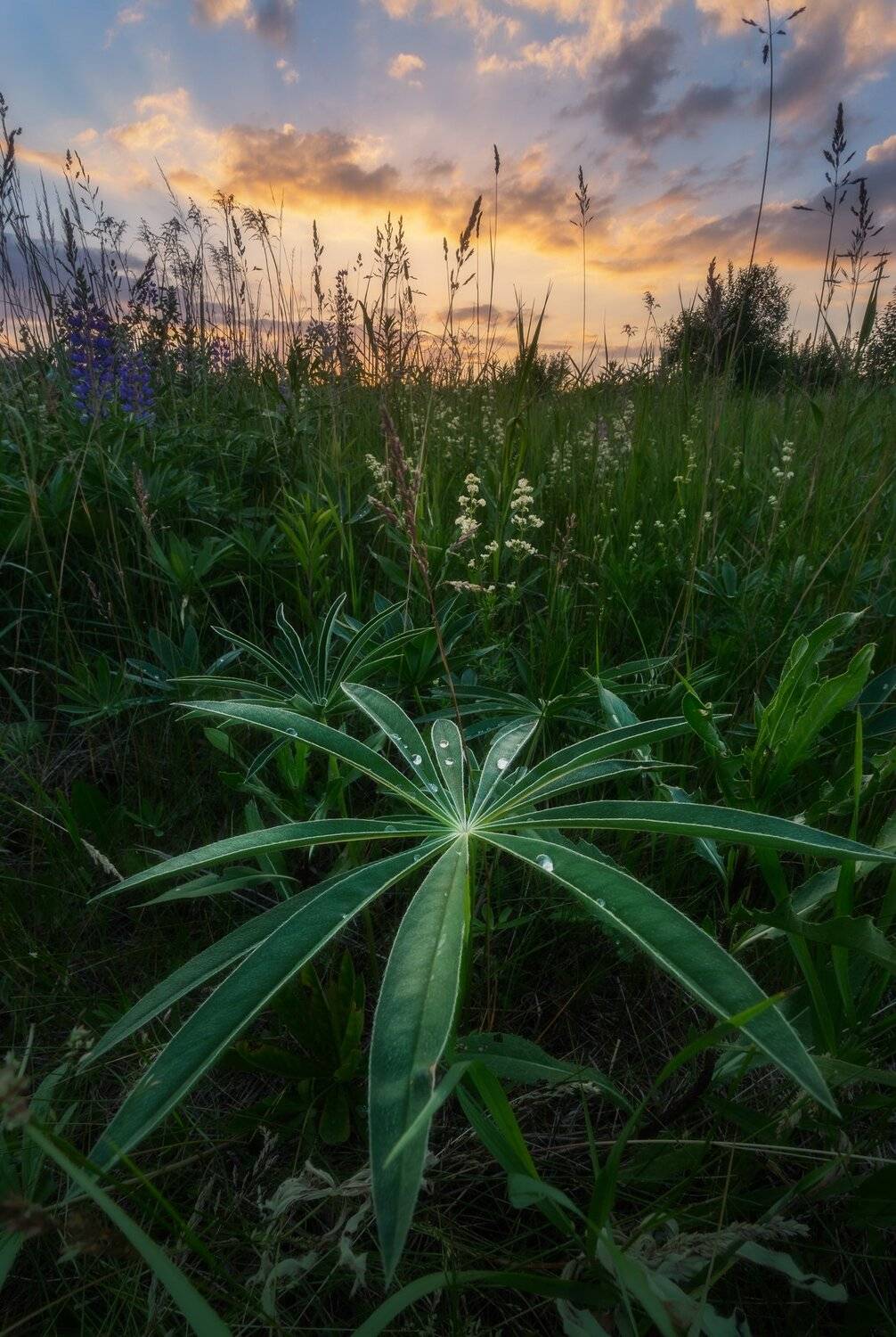 природа, пейзаж, заказт, растение, люпин, Мартыненко Дмитрий