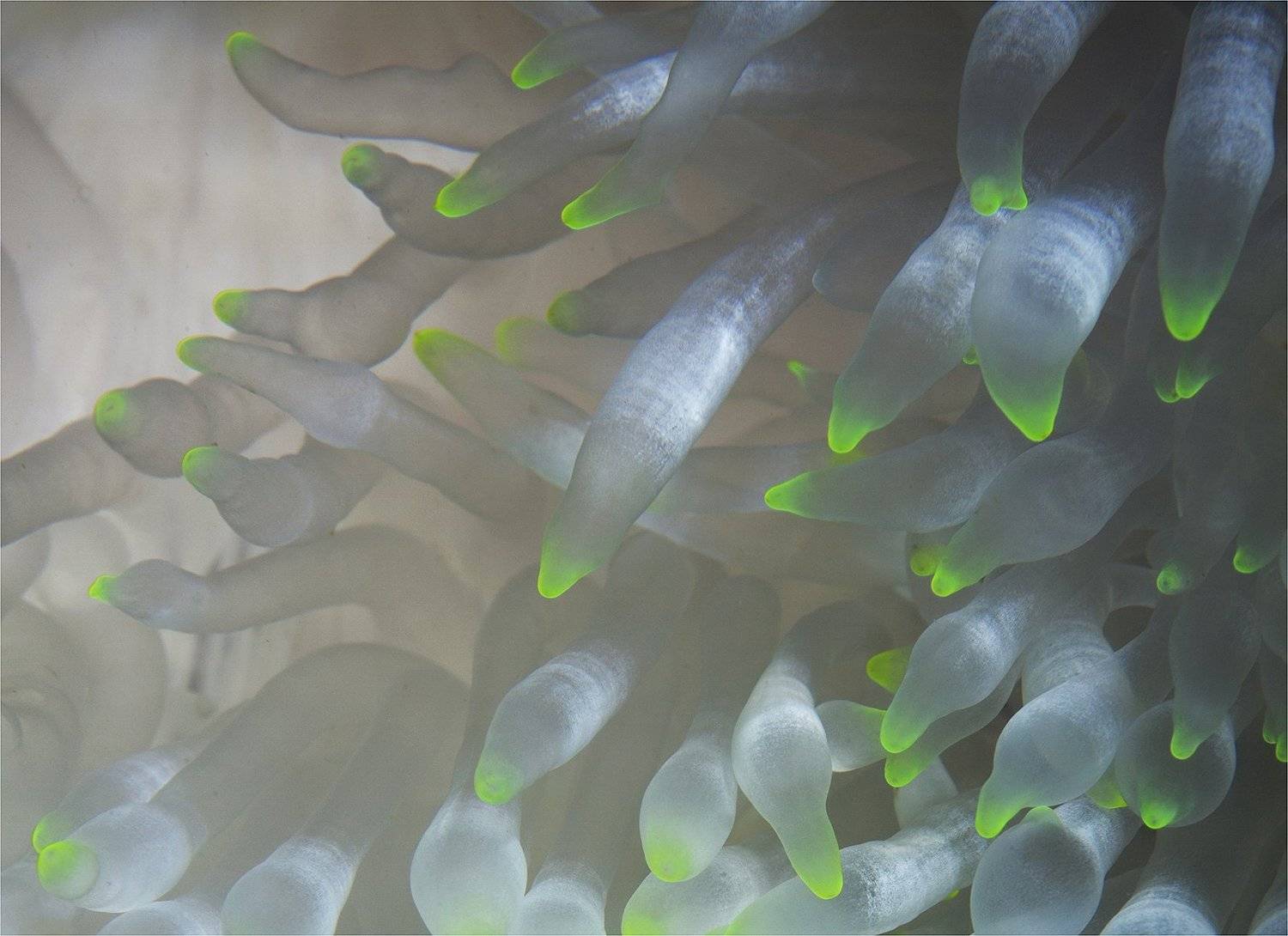 , Сергей Гаспарян