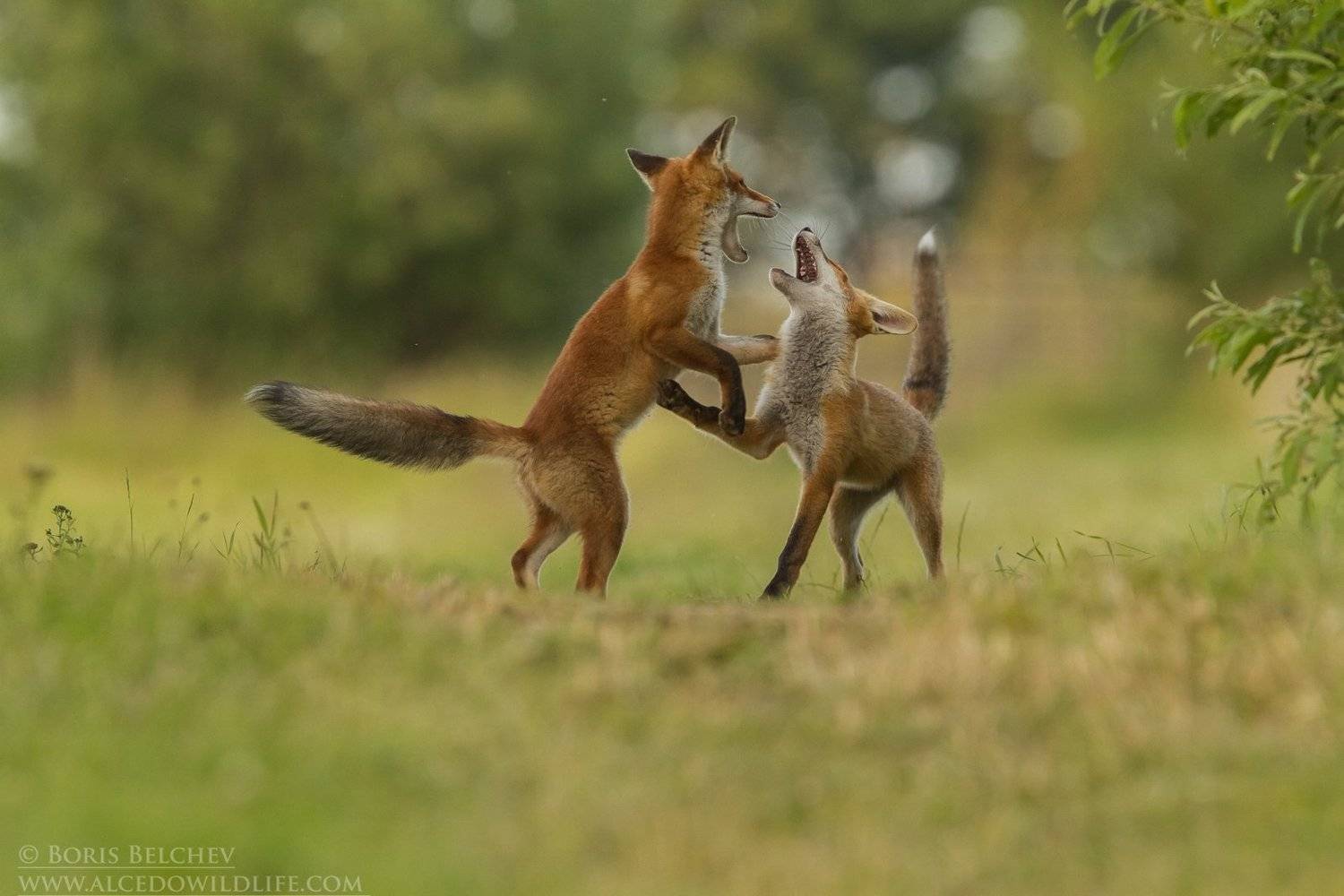 , Борис Белчев