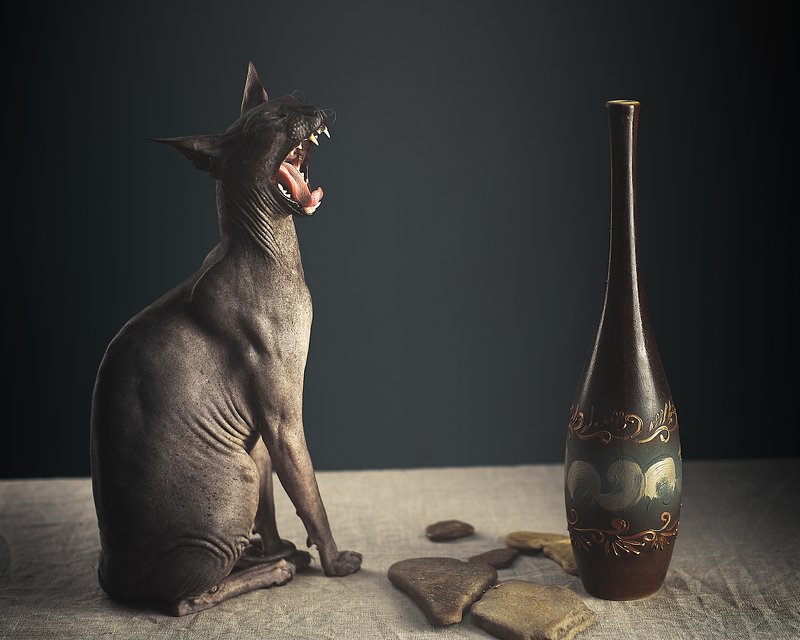 кошка, сфинкс, цвет, портрет, А не спеть ли мне песню?? фото превью