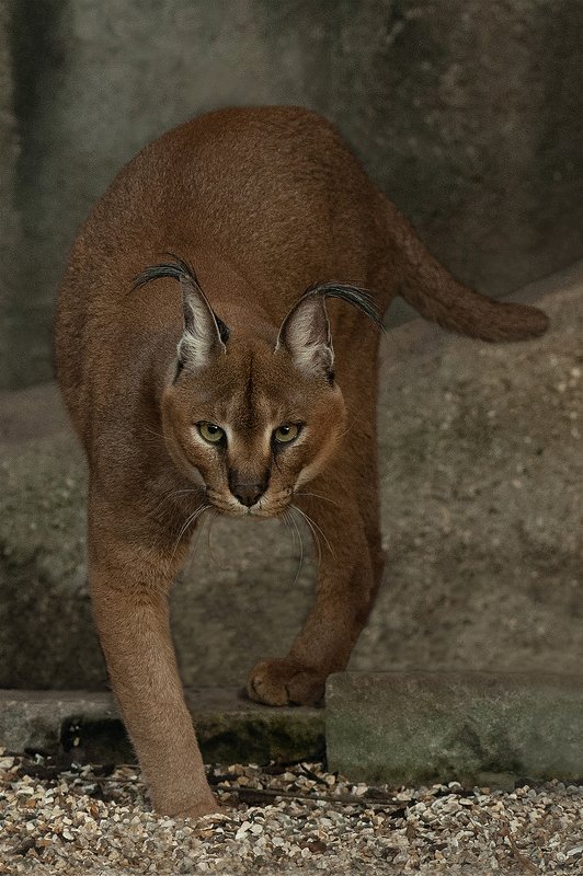 Caracal фото превью