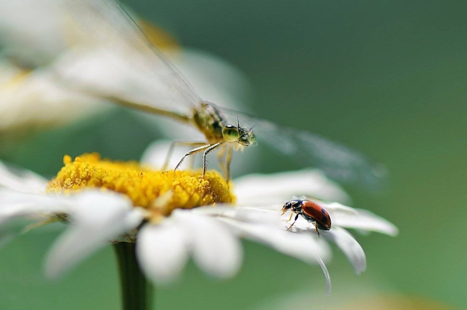 , Лапшина Владлена