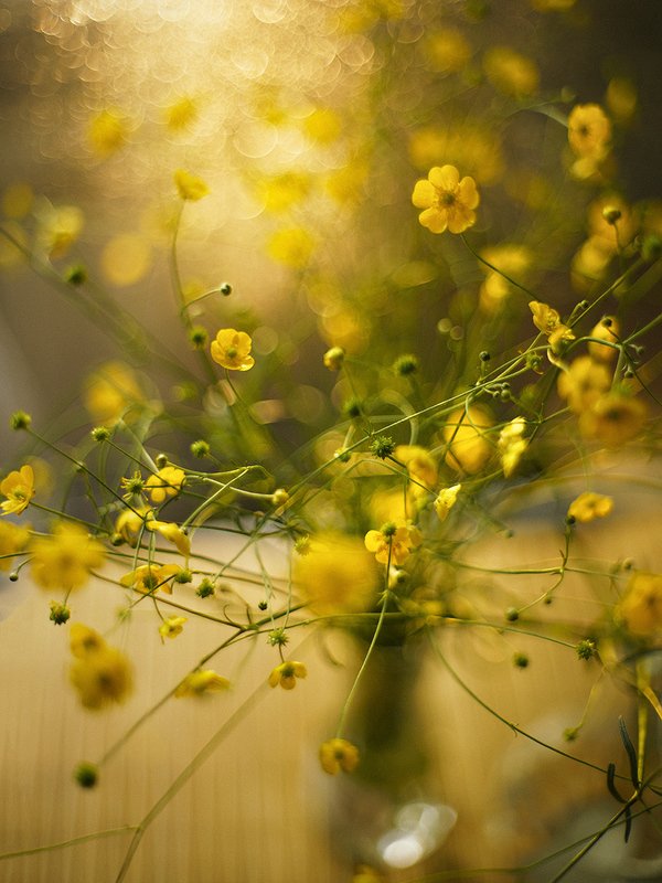 buttercup flowers фото превью