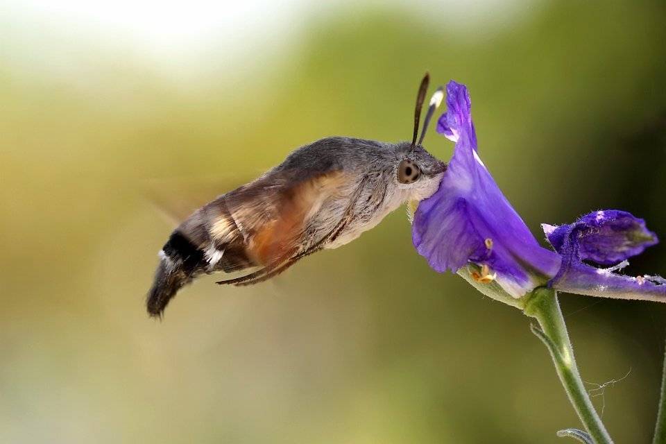 , Сергей Фудиненко