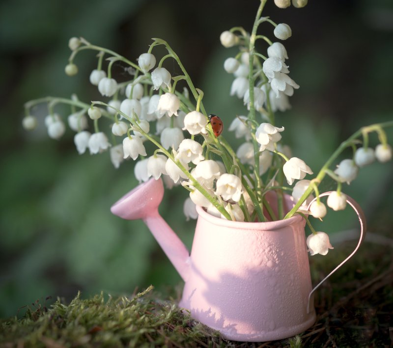 ландыши, божья коровка, лейка, лес, мох, волшебство, цветы, закат, вечер, солнце, тепло Тёплый вечер... фото превью