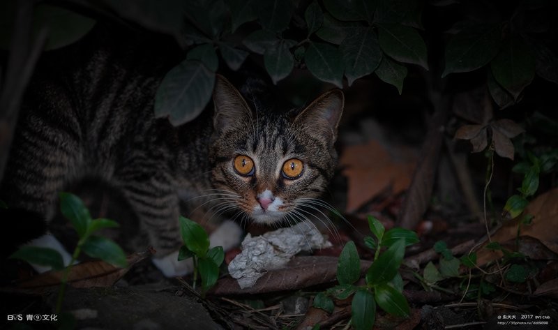 流浪猫 фото превью