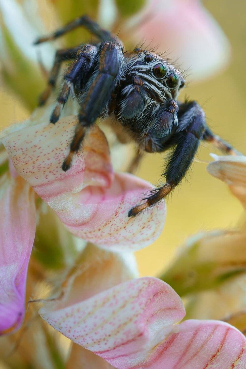 , Кузнецов Дмитрий