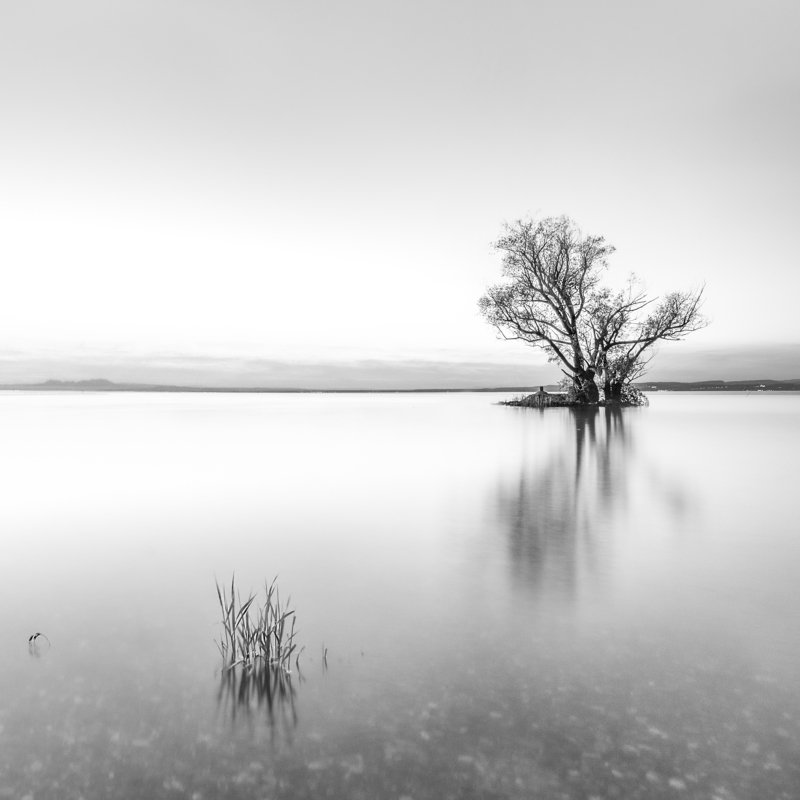 switzeland,tree,lake,boden lake,long exposure,black and white,landscape, alone фото превью