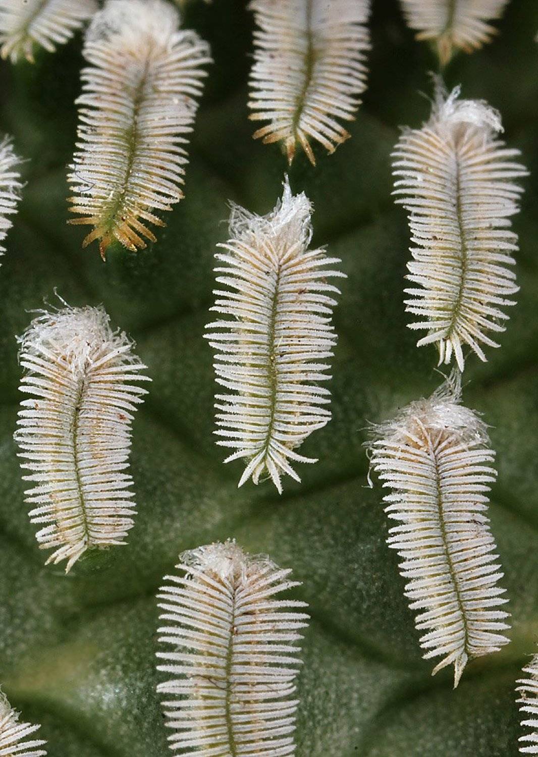 кактус, колючки, Александр Зорин