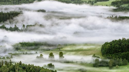 Forest in the morning mists