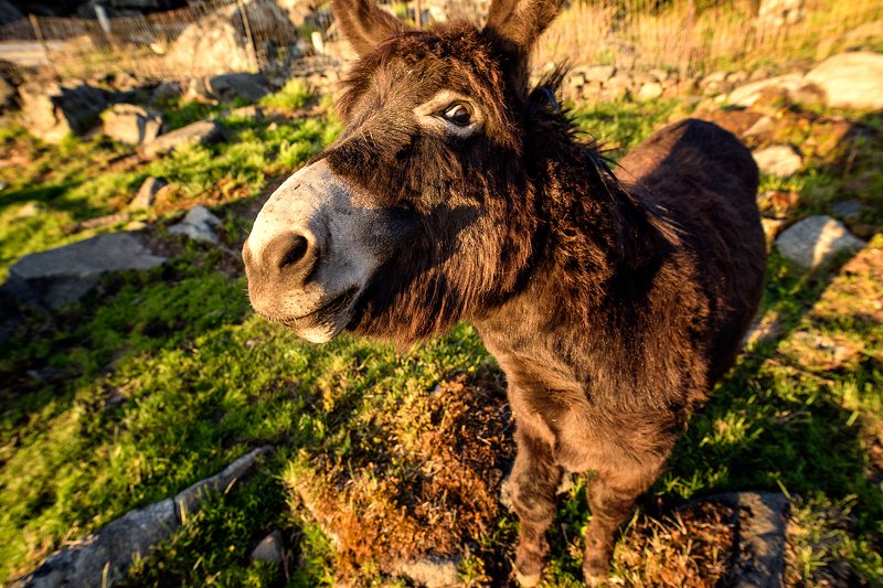 А вы Шрэк !!??? А меня возьмут в новую часть !!??? фото превью