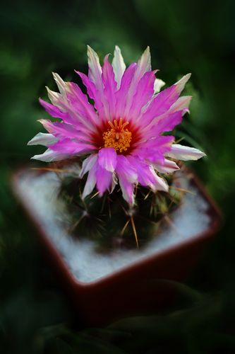 Телокактус двуцветный.(THELOCACTUS BICOLOR)