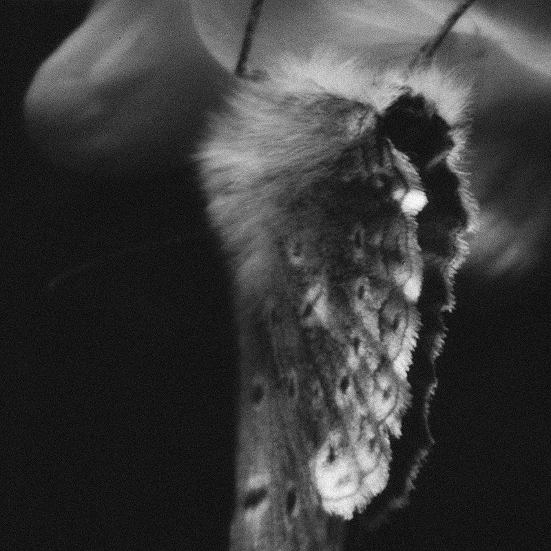 Ракушка фото превью