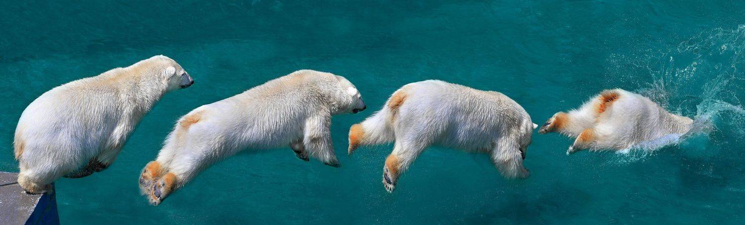 белые медведи, Олег Богданов