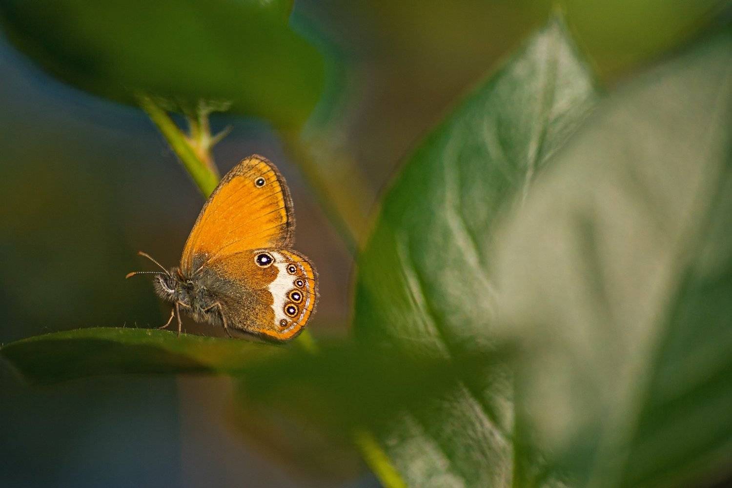 бабочка,лист,трава,солнце,крылья,свет,блик,цветок, Юрий Котов