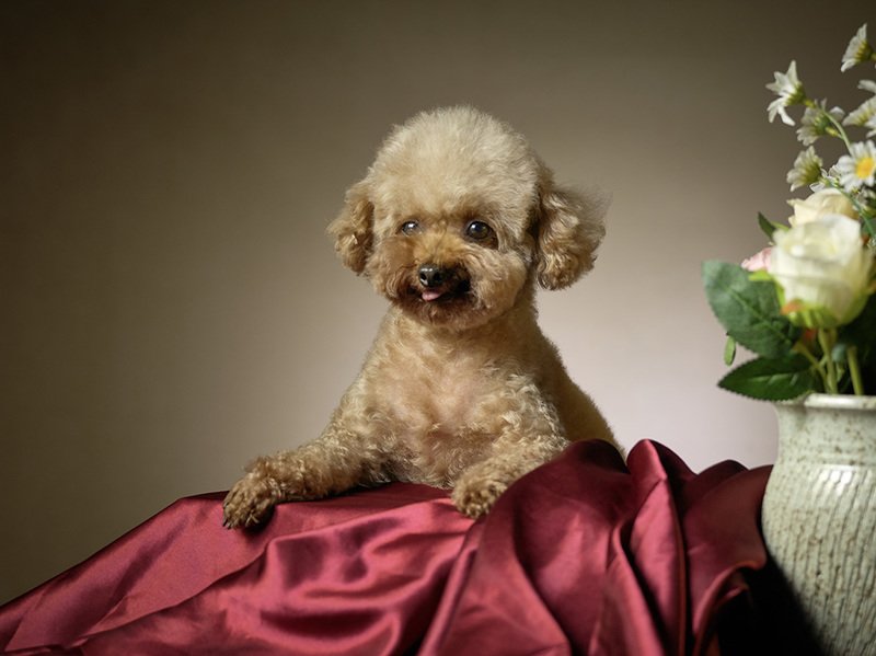 animals  фото превью