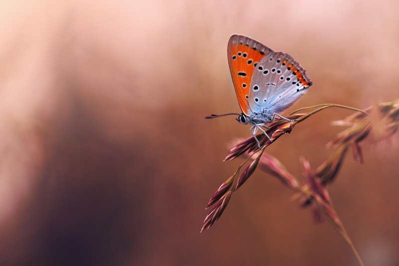 бабочка, закат, вечер, природа, насекомые, макро На закате фото превью