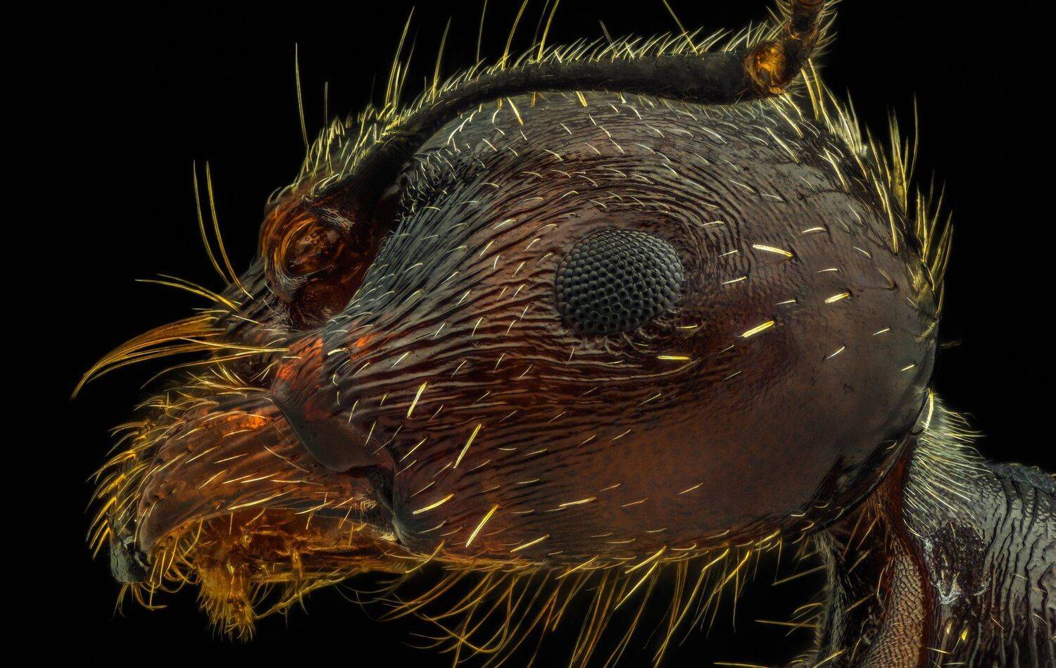 ceclii, macro, extrememacro, nikon d3400, semiplan 6.3, Tsvetan Ganev