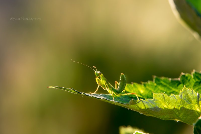 макро, богомол, зелень Маленькая козявка...:) фото превью