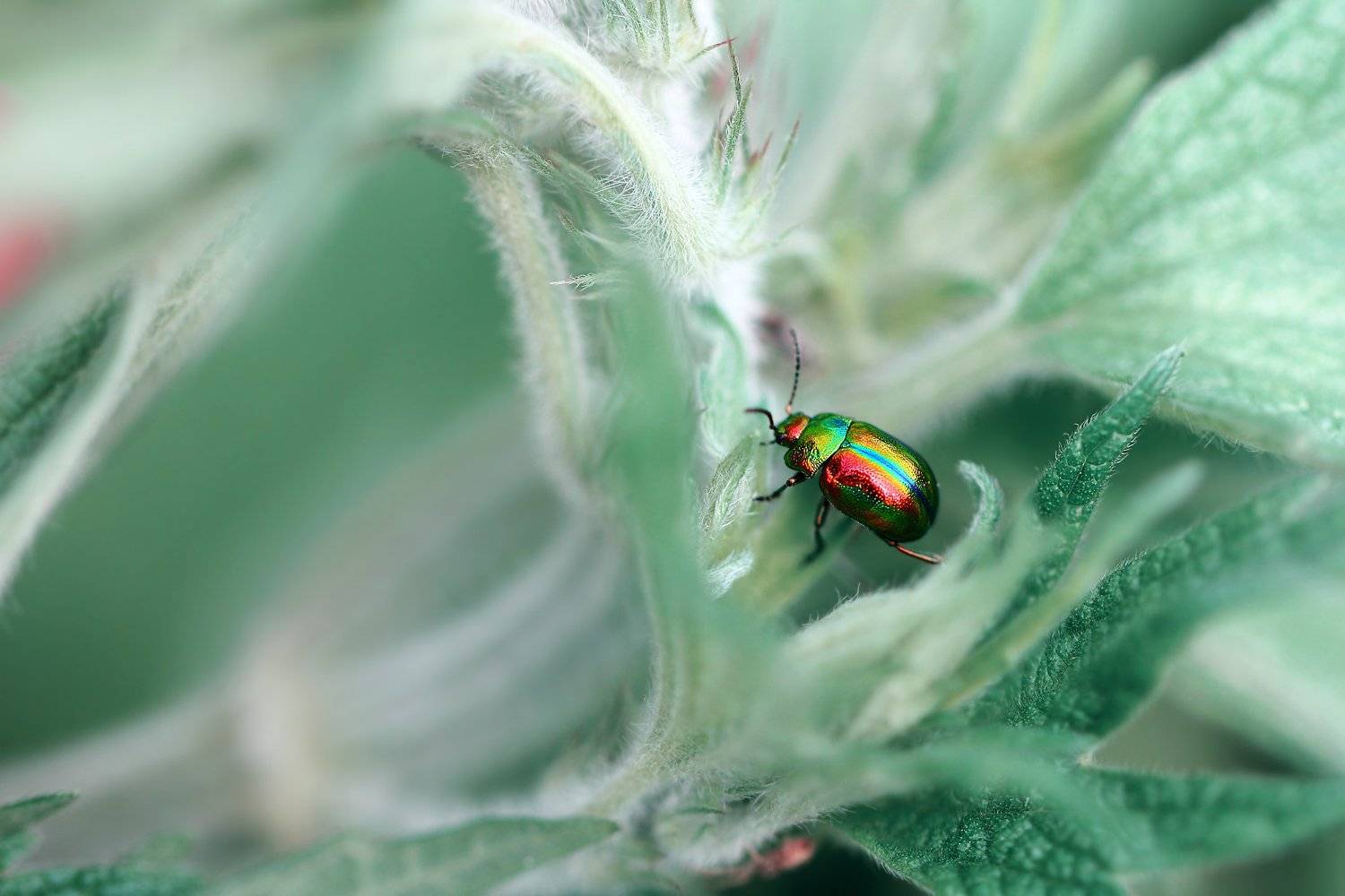 жуки, листоеды, хризомелин, букашка, насекомое, насекомые, bugs, insects, chrysomelinae, chrysomelidae, Дмитрий Салтыков