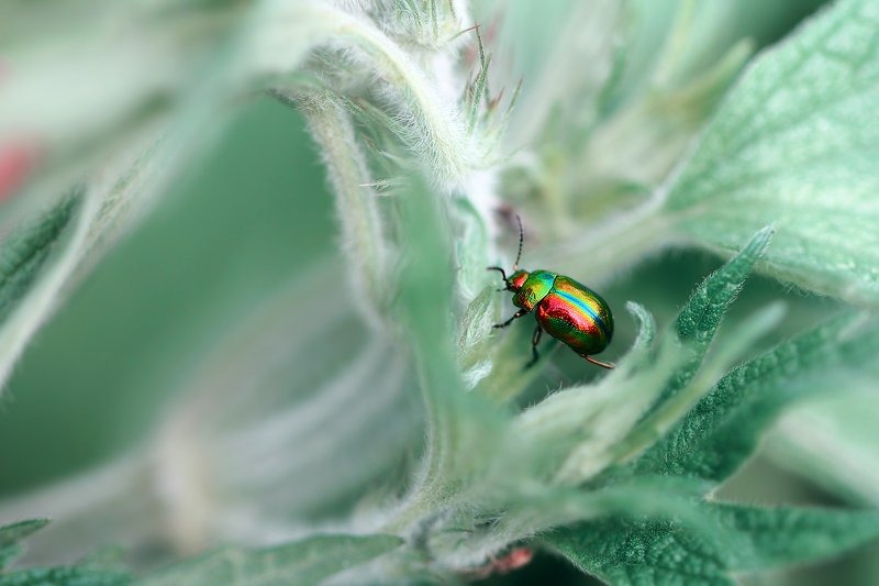 жуки, листоеды, хризомелин, букашка, насекомое, насекомые, bugs, insects, chrysomelinae, chrysomelidae Поскользнулся, упал, очнулся в сказке... фото превью