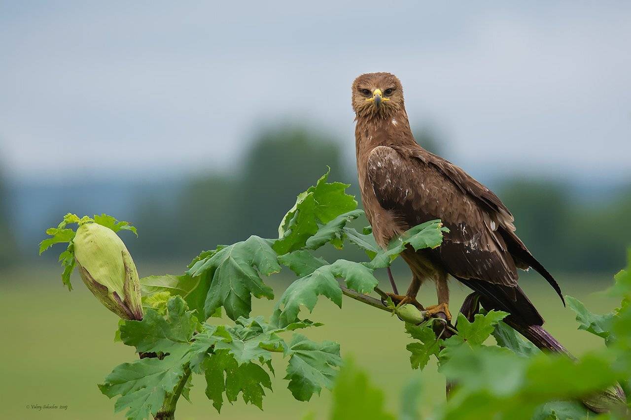 , Валерий Субачев