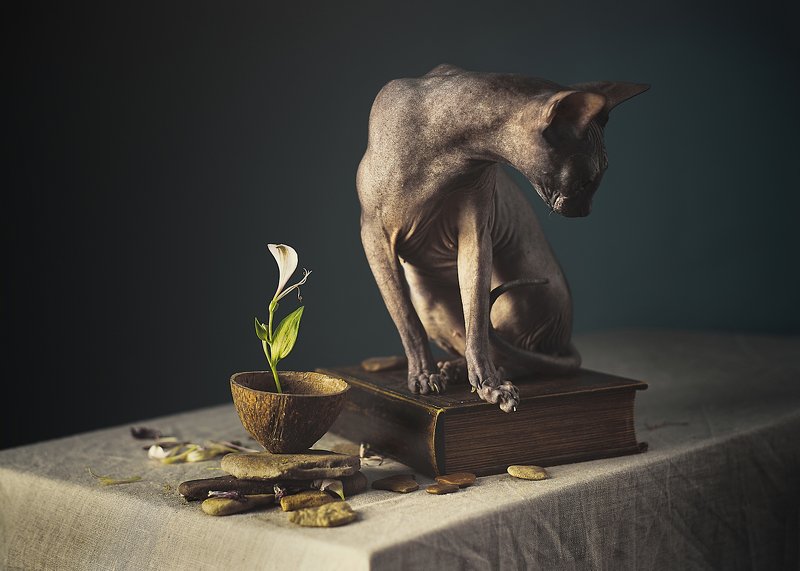 кошка, сфинкс, цвет, портрет, кошка-модель, животные позируют Модели на неделе или ТФП по кошачьи фото превью