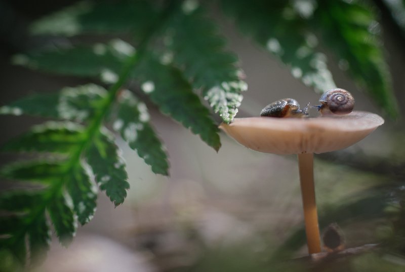 улитки, природа, папоротник, гриб, любовь, волшебство Свидание фото превью