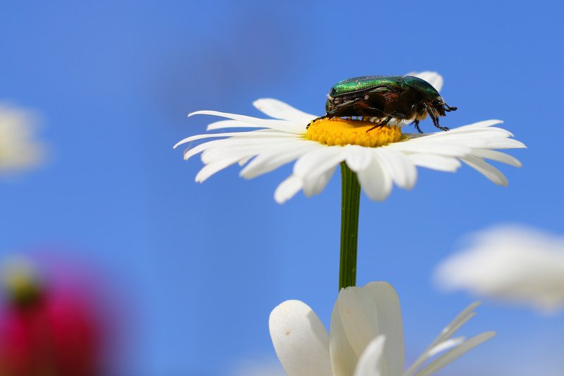 бронзовки, букашка, насекомое, насекомые, жучок, жуки, жучки, bugs, insects, cetoniinae Высоко сижу, далеко гляжу... фото превью