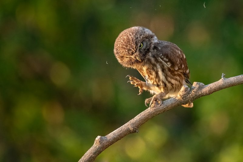 Сычик фото превью