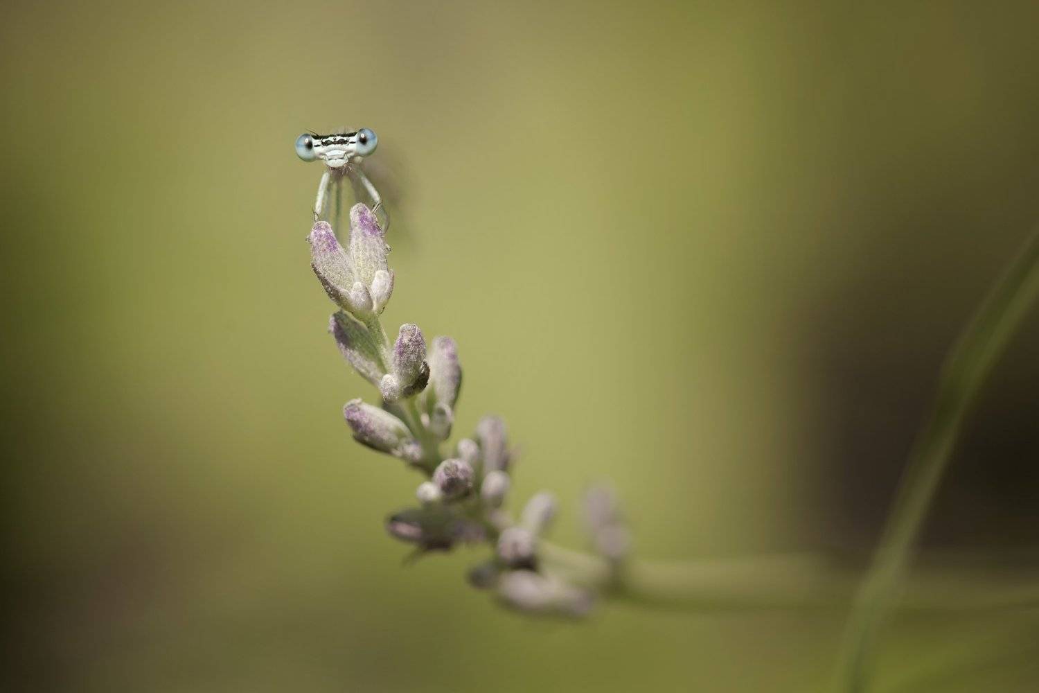 , Nicolae Fanurie Chirobocea
