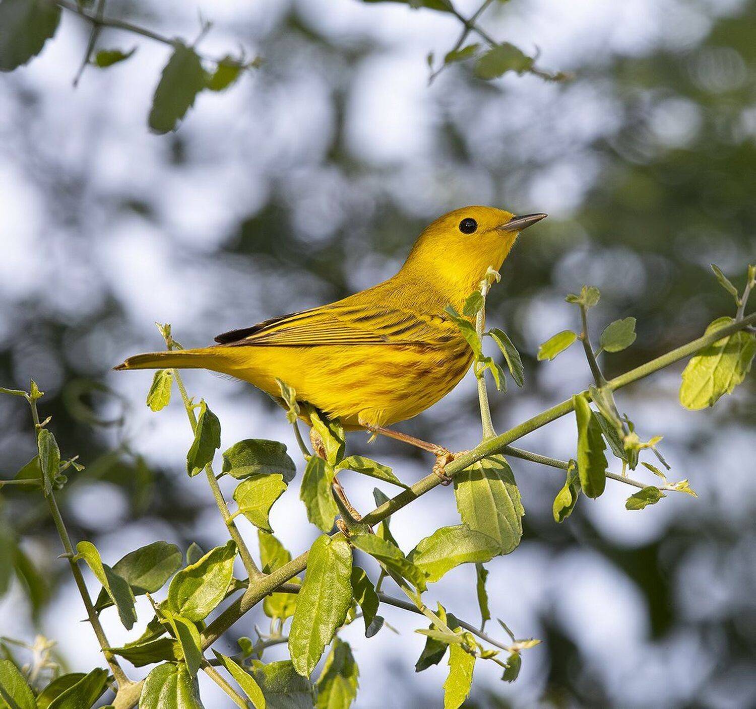 yellow warbler, лесной певун, tx, texas, Elizabeth Etkind