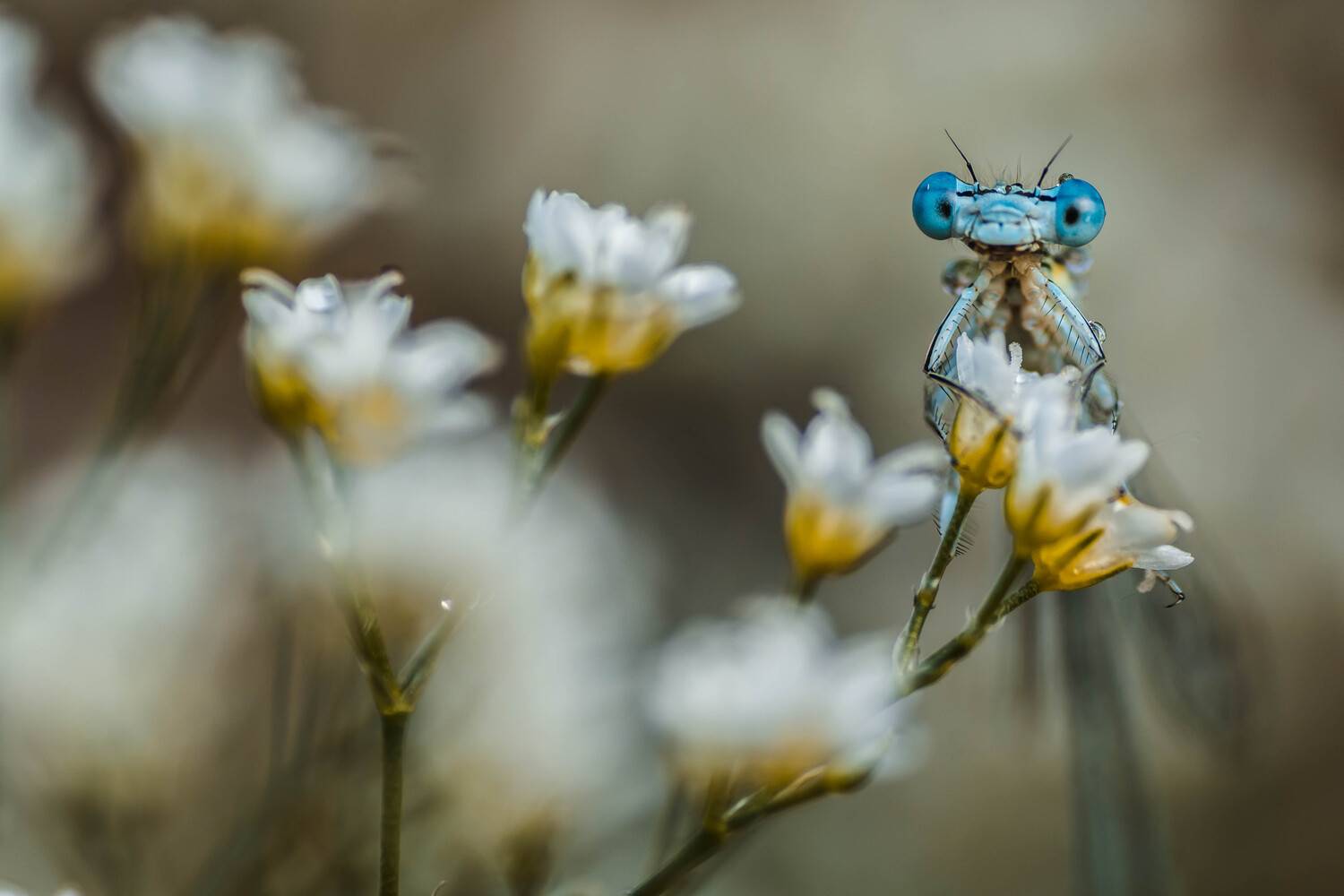 , Роман Зайцев