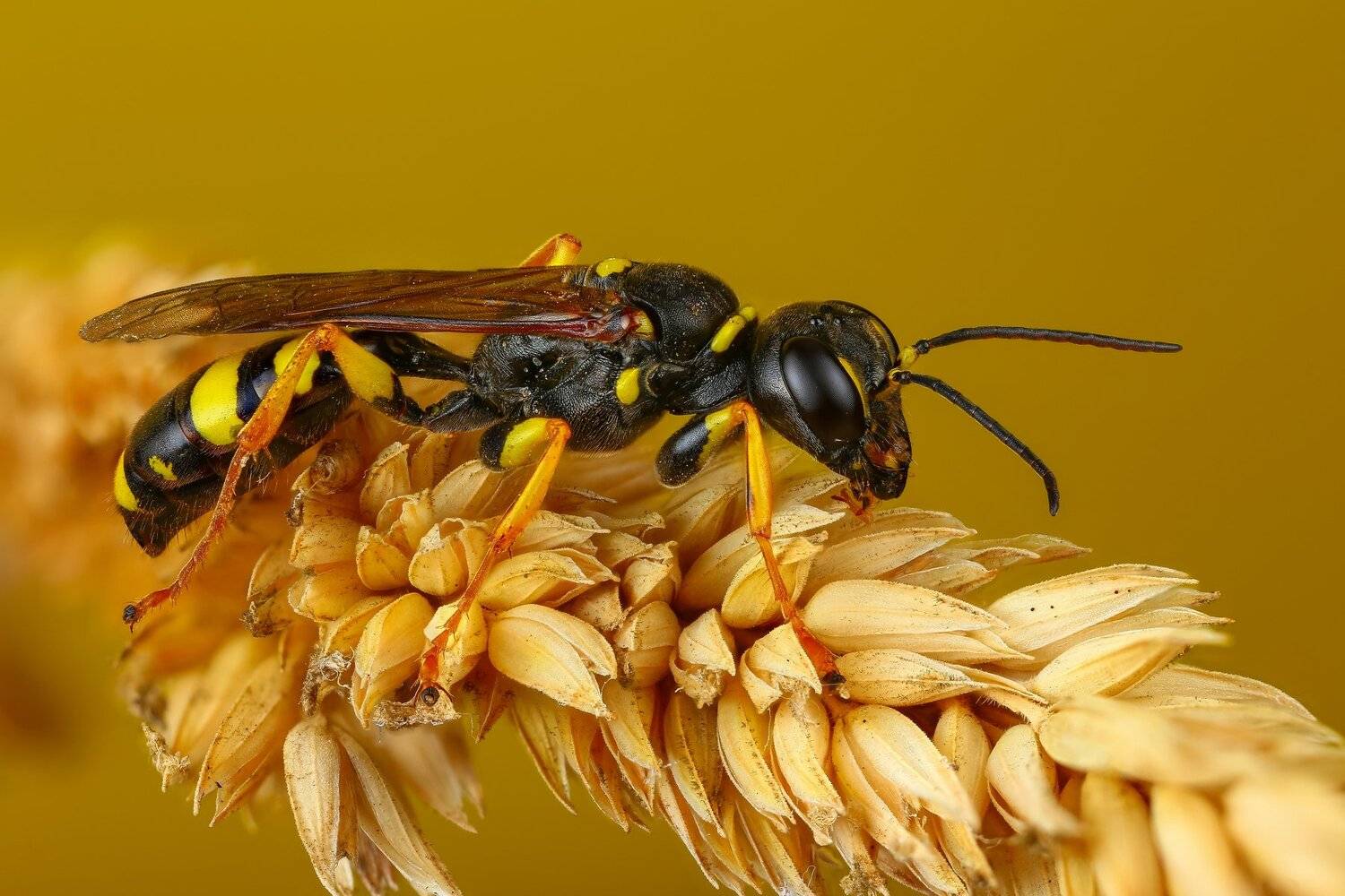 , Андрей Шаповалов