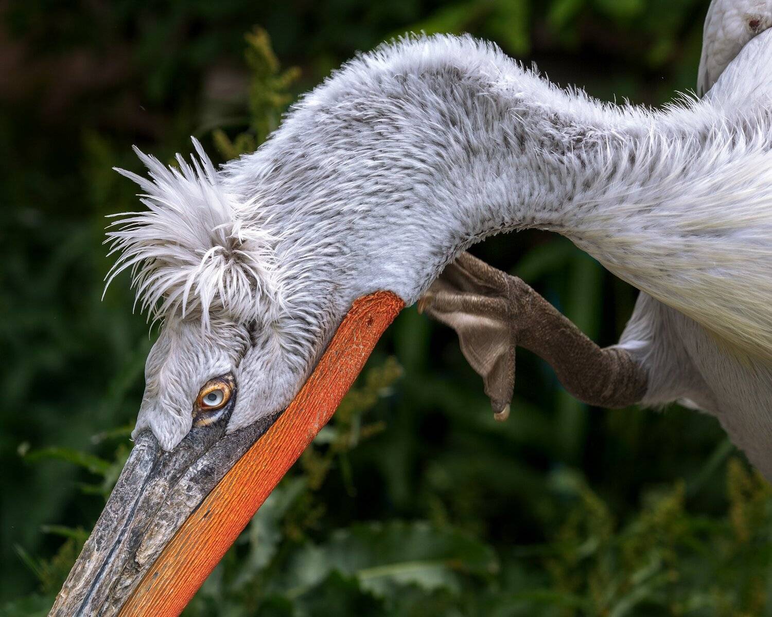 , Олег Богданов